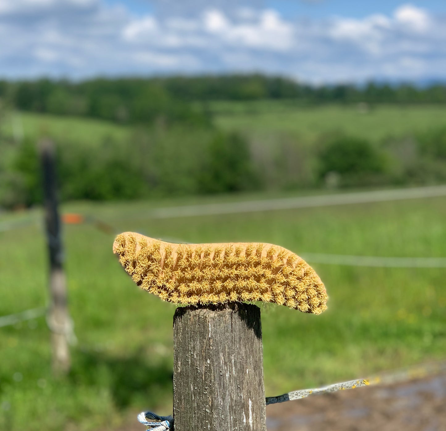 Brosse dur à poils court