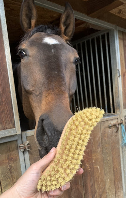 Brosse dur à poils court